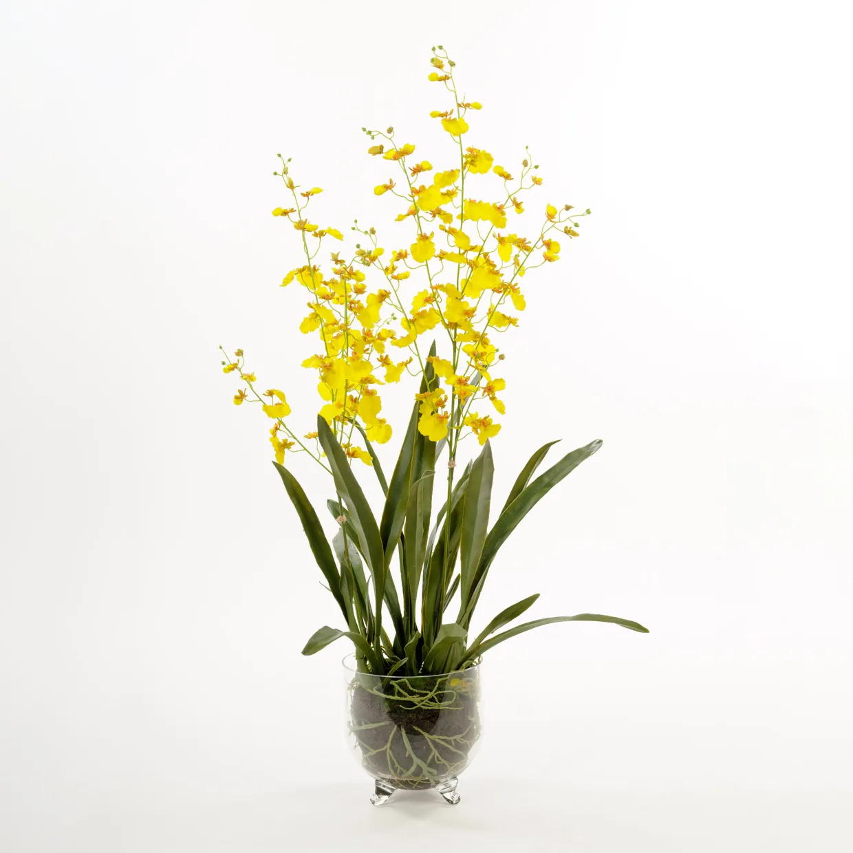 Oncidium