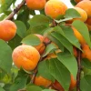 Orangered