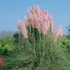 Pampasgräs Rosea