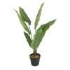 Peace Lily