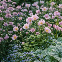 Perennpaket Pollinatörernas Favorit