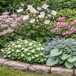 Perennpaket Pollinatörernas Favorit