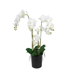 Phalaenopsis 130