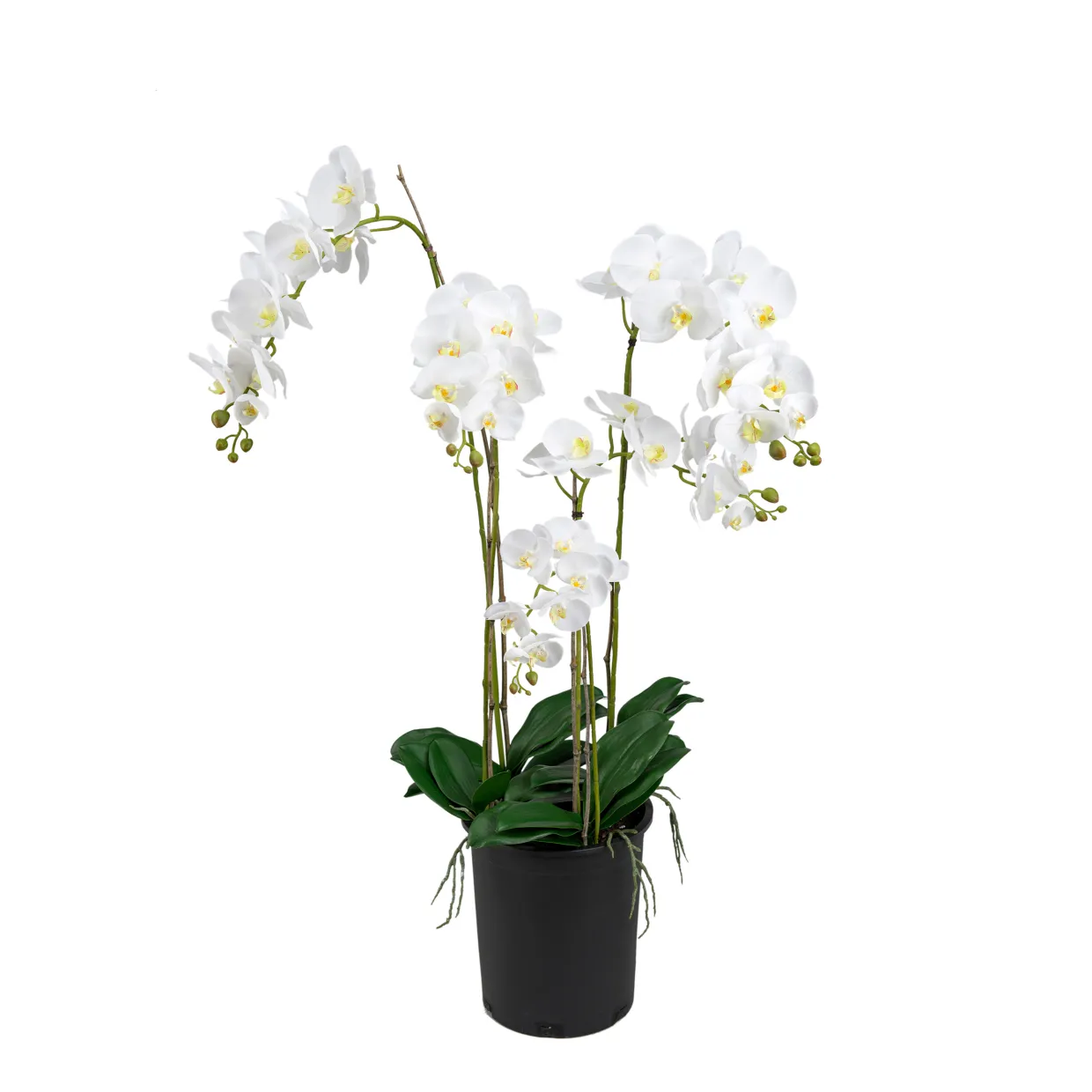 Phalaenopsis 130