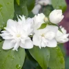 Philadelphus Virginalis (hybrida)