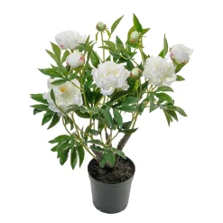 Pion