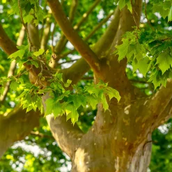 Platanus X Hispanica Högstam