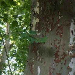 Platanus X Hispanica Högstam