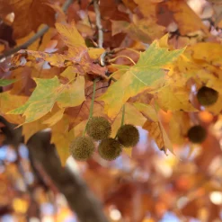 Platanus X Hispanica Högstam