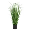 Poa