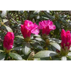 Polaris 25-30 cm