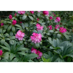 Polaris 25-30 cm