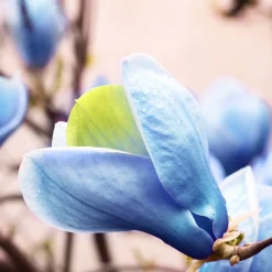 Poppelmagnolia Blue Opal 80-100 cm