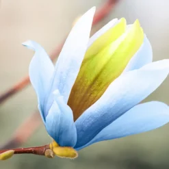 Poppelmagnolia Blue Opal 80-100 cm
