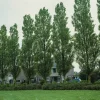 Populus Nigra Italica