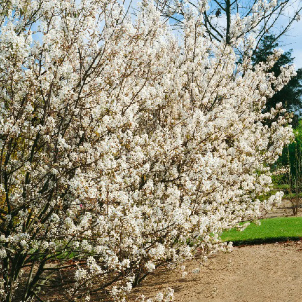 Prakthäggmispel 50-80 cm