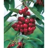 Prunus Avium Sweetheart