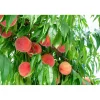 Prunus Persica Riga