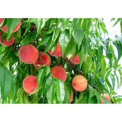 Prunus Persica Riga