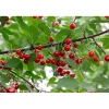 Prunus Cerasus Berit