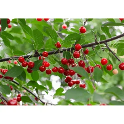 Prunus Cerasus Berit