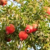 Punica Granatum