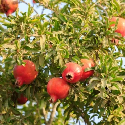 Punica Granatum