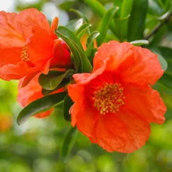 Punica Granatum