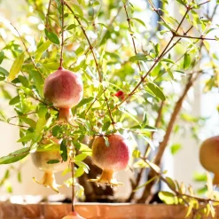 Punica Granatum