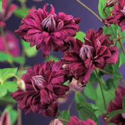 Purpurea Plena Elegans 40-60 cm