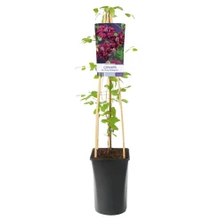 Purpurea Plena Elegans 40-60 cm
