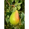 Pyrus Communis Fritjof