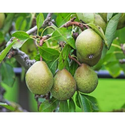 Pyrus Communis Gråpäron