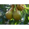 Pyrus Communis Ingeborg E