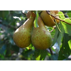 Pyrus Communis Ingeborg E