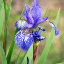 Rabattiris Blue King Strandiris