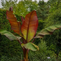 Röd Banan Ensete Ventricosum Maurelli