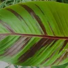 Röd Banan ‘Ever Red’ Med Stora Blad