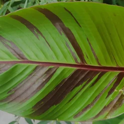 Röd Banan ‘Ever Red’ Med Stora Blad
