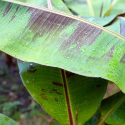 Röd Banan ‘Ever Red’ Med Stora Blad