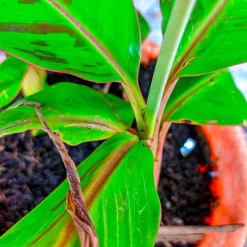 Röd Banan ‘Ever Red’ Med Stora Blad