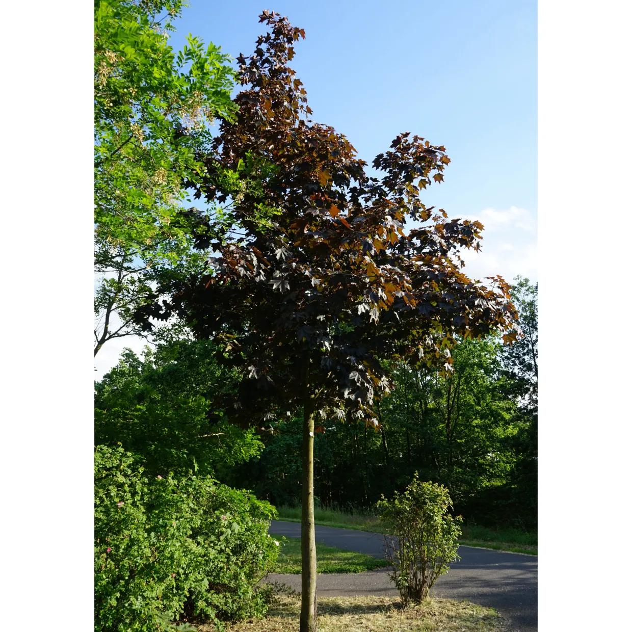 Rödbladig 350-450 cm