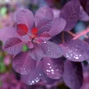 Rödbladig Royal Purple