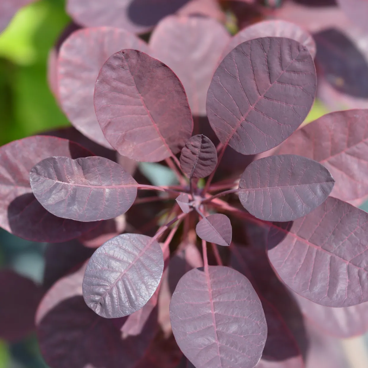 Rödbladig Royal Purple