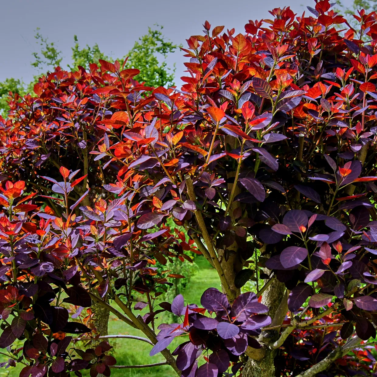 Rödbladig Royal Purple
