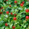 Rügen Fragaria Vesca
