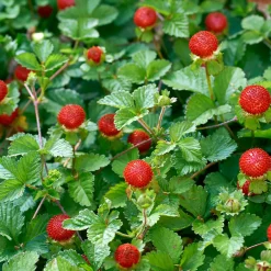 Rügen Fragaria Vesca