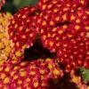 Röllika Paprika