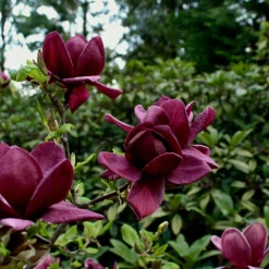 Rosenmagnolia Genie 80-100 cm