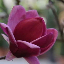 Rosenmagnolia Genie 80-100 cm
